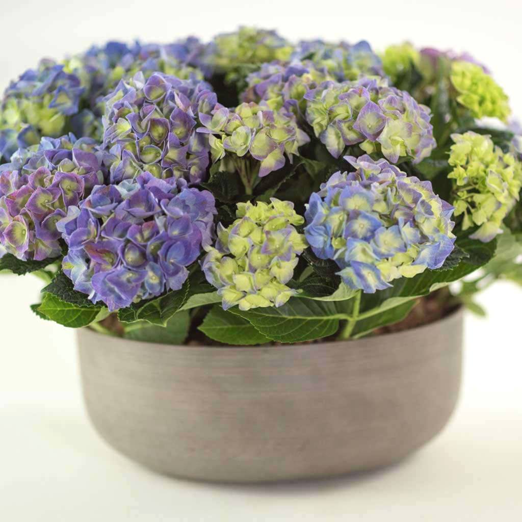 Hydrangeas - Pulbrook and Gould Flowers London