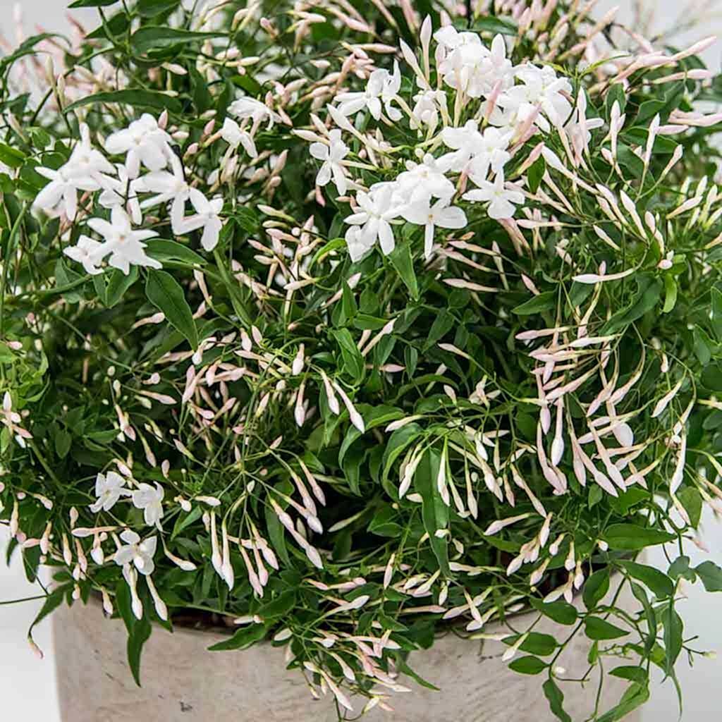 Jasmine planter - Pulbrook and Gould Flowers London