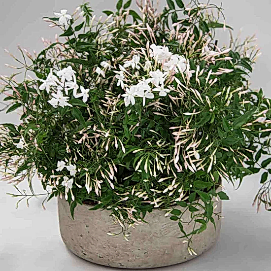 Jasmine planter - Pulbrook and Gould Flowers London