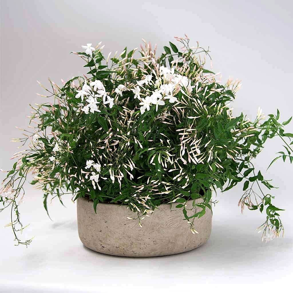 Jasmine planter - Pulbrook and Gould Flowers London