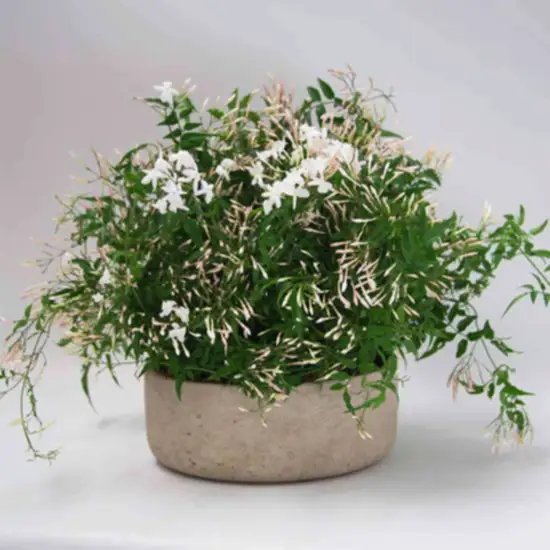 Jasmine planter - Pulbrook and Gould Flowers London