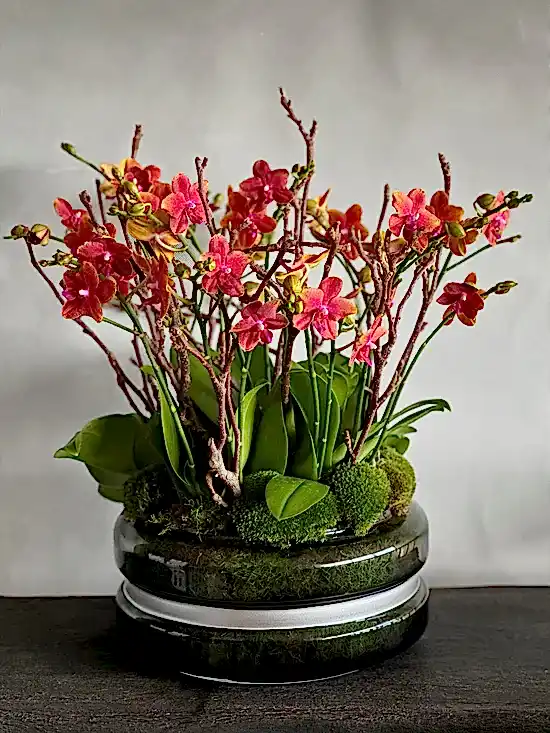 Miniature Orchids - Pulbrook & Gould Flowers London