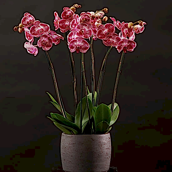 Signature Orchids - Cerise - Pulbrook and Gould Flowers London