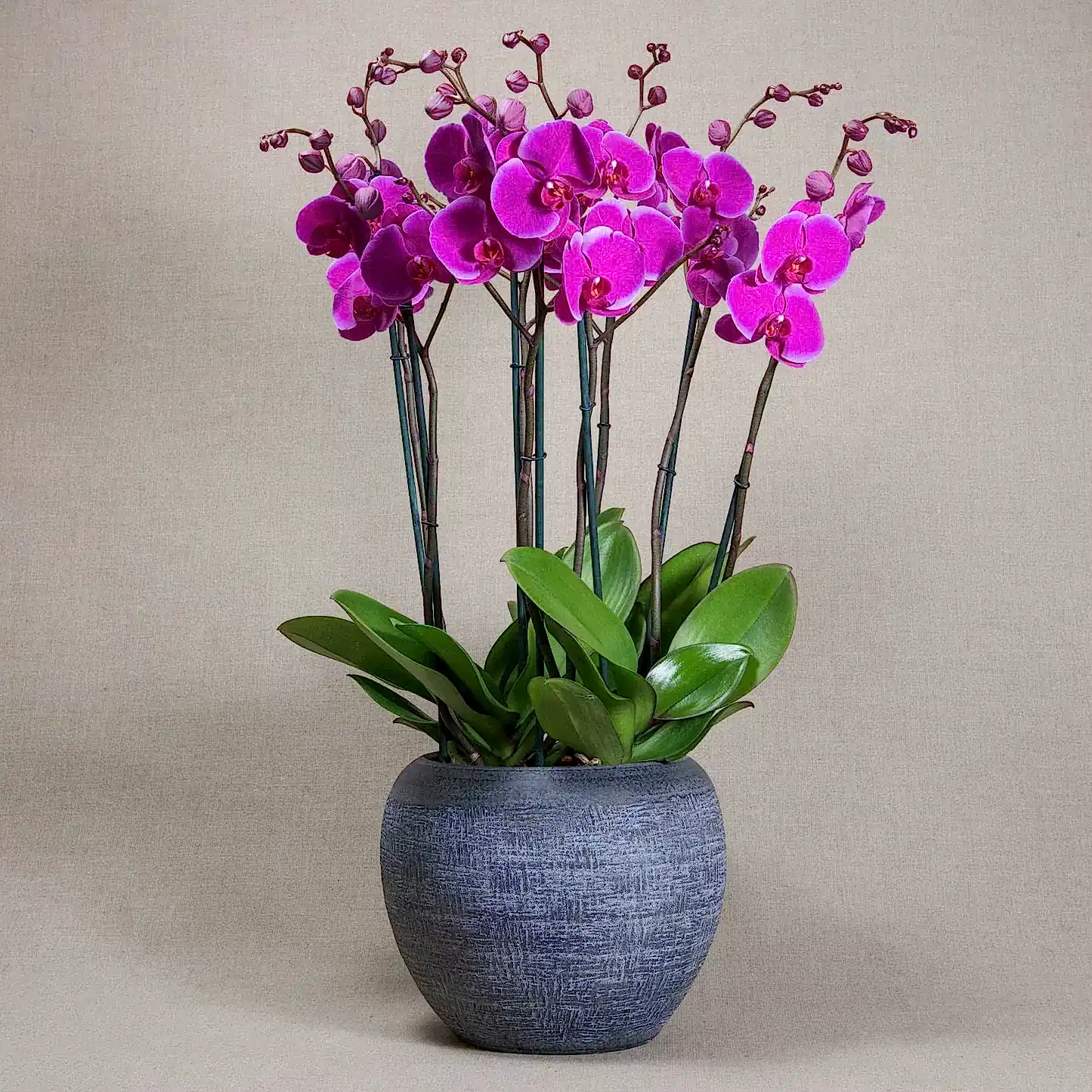 Signature Orchids - Fuchsia - Pulbrook and Gould Flowers London