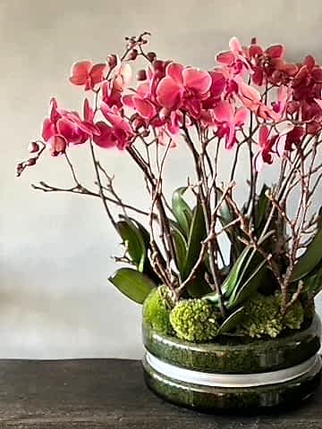 Signature Orchids - Salmon - Pulbrook & Gould Flowers London