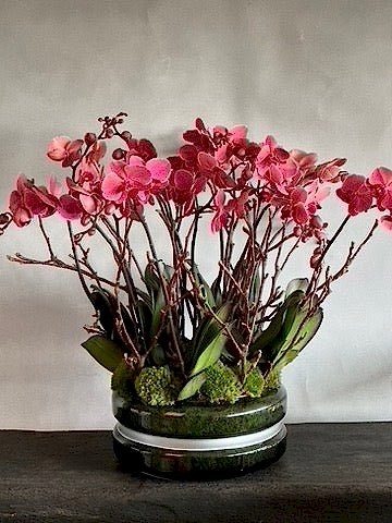 Signature Orchids - Salmon - Pulbrook & Gould Flowers London