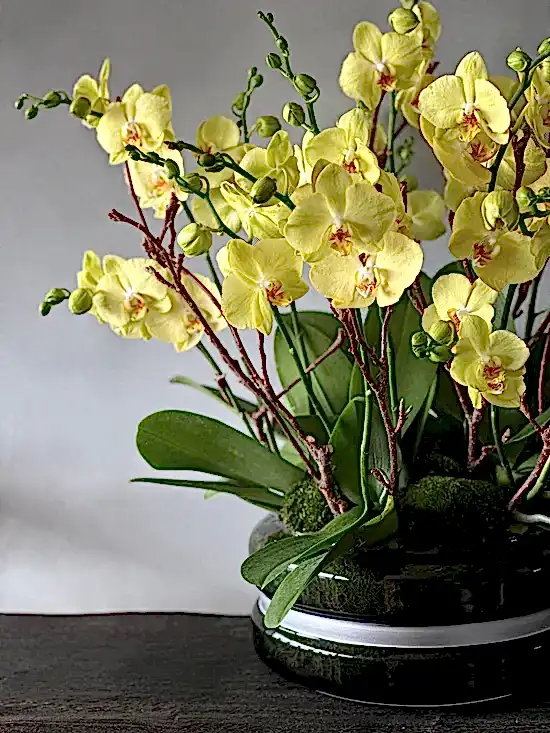 Signature Orchids - Yellow - Pulbrook & Gould Flowers London