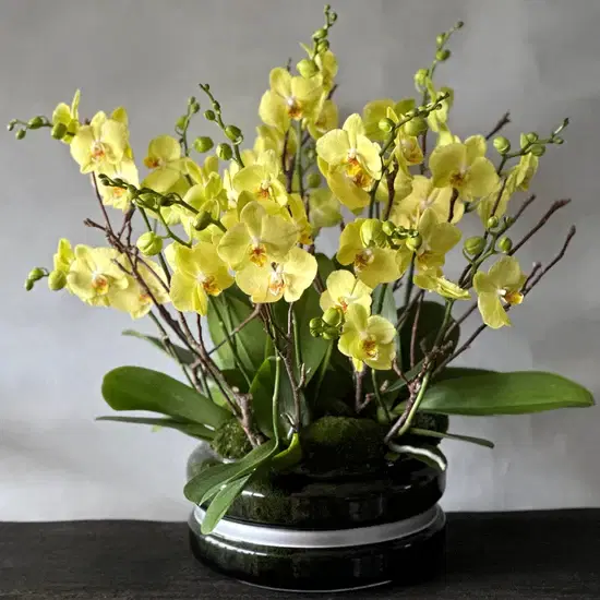 Signature Orchids - Yellow - Pulbrook & Gould Flowers London