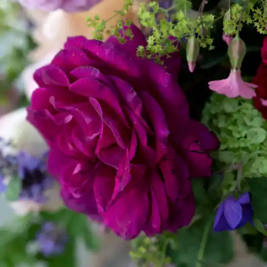 The Lady Pulbrook Hatbox - Pulbrook and Gould Flowers London